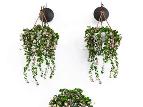 Modern green plant hanging basket potted plant