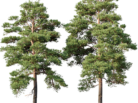 Modern Landscape Pine