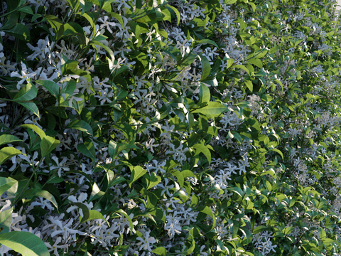 Modern Plant Wall Vine