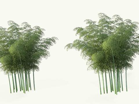 modern bamboo green plant psd