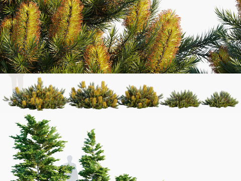 coniferous shrubs longwhite pine trees