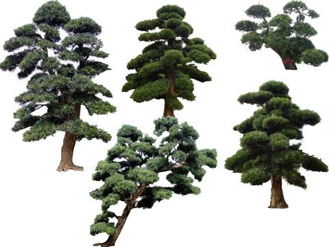 modern pine tree landscape tree big tree psd