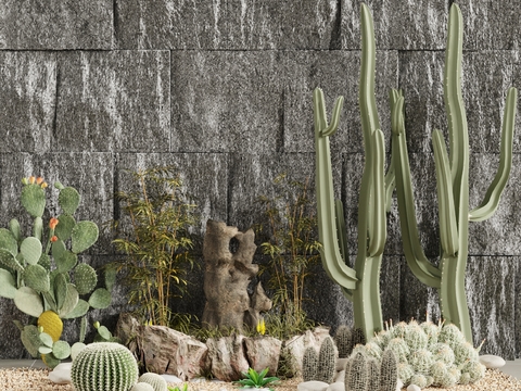 Modern Landscape Cactus Plants