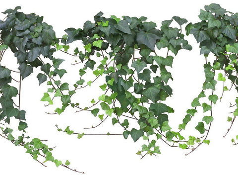 ivy vine plant psd