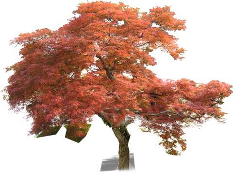 modern feather maple landscape tree psd