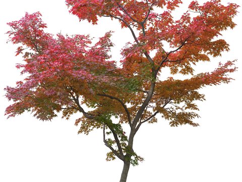 red leaf trees psd