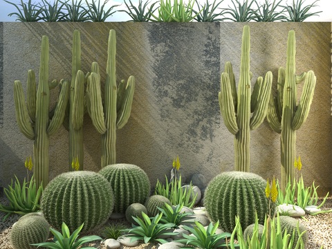 Modern cactus flower bed