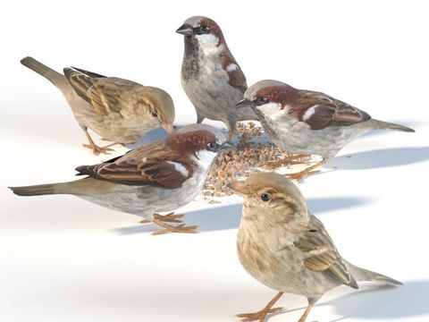 Modern Bird Sparrow Free