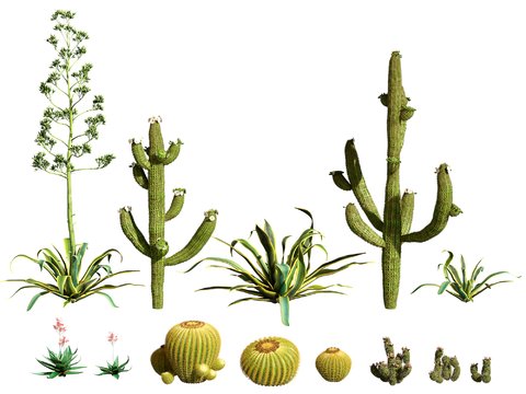 Modern Plant Cactus