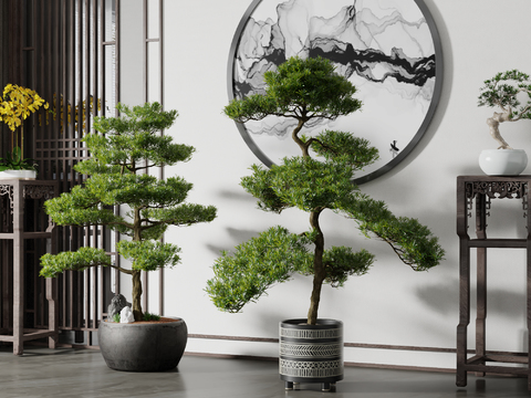 New Chinese-style Pok Han Pine Bonsai