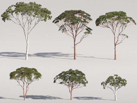 Modern Eucalyptus Landscape Tree