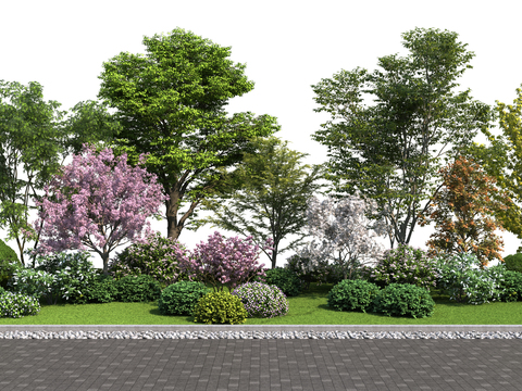 modern tree shrub Plants