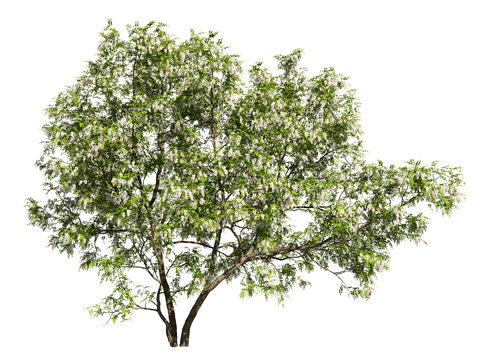 Modern Sophora japonica Tree