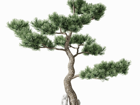 New Chinese Pine Welcome Pine