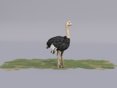 modern animal ostrich