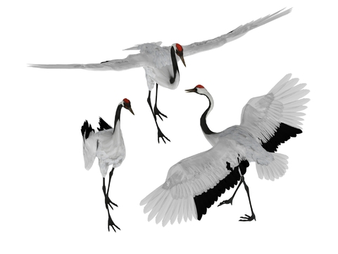 Red-crowned crane