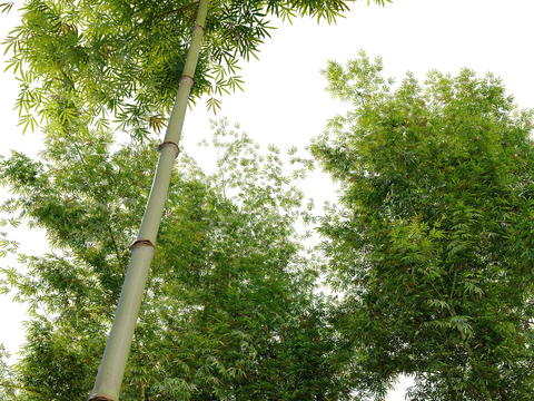 Modern Bamboo