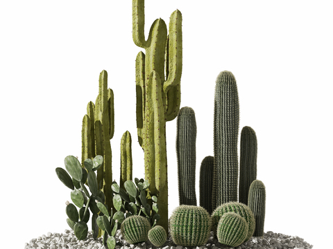 Cactus plant pile