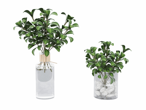 Modern Glass Vase Hydroponic Green Plant