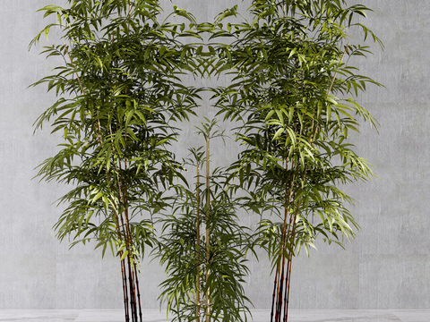 Modern bamboo potted plant