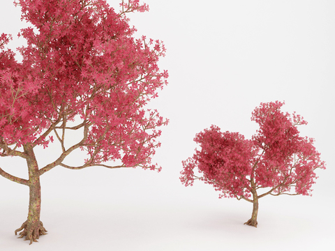 Modern Red Maple Landscape Tree