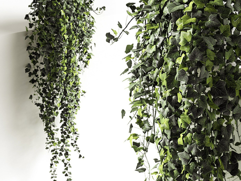 Modern Interior Hanging Ivy