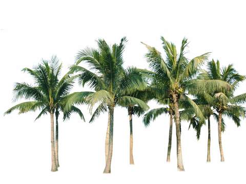 modern coconut tree trees landscape tree psd