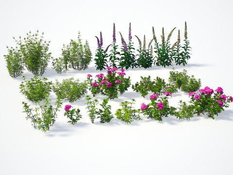 Flowers and plants, dioxitalis, wheat field, beautiful cherry