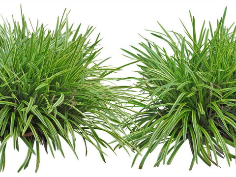 Phnom Penh Wheat Shrub Plant psd