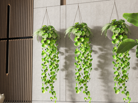 hanging basket vine