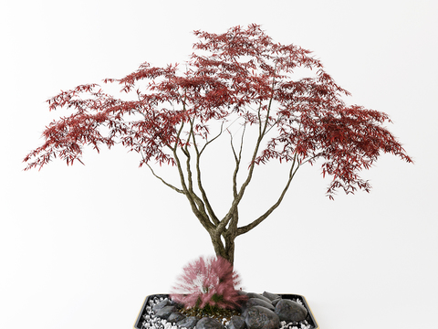 New Chinese Maple