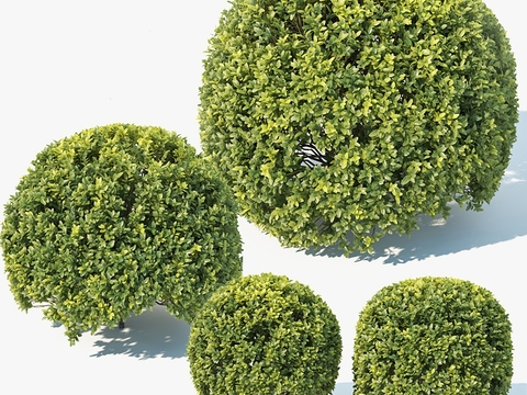 Modern boxwood shrub