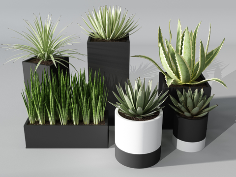 Modern plants potted free