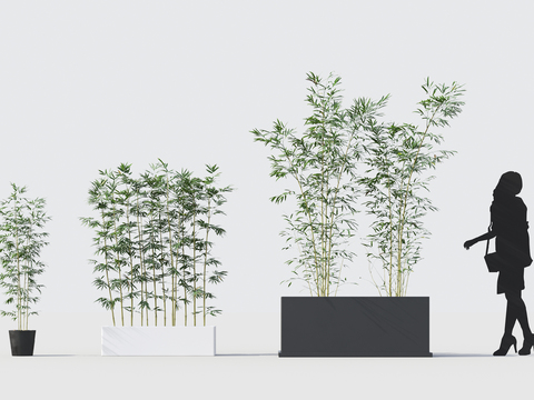 Modern Plant Bamboo