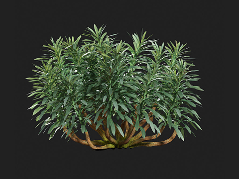 Modern Green Plant Shrub Free