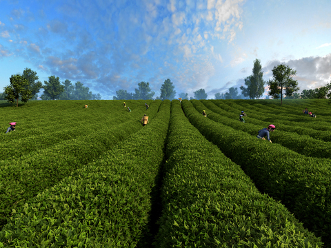 Modern Mountain Tea Garden Landscape