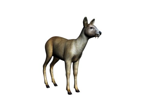 Modern Musk Deer Free