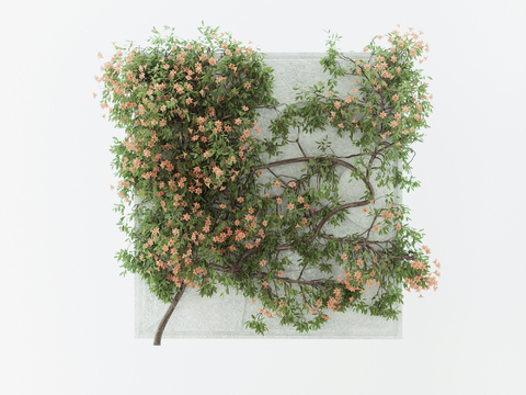 Pomegranate Flower Plant Wall