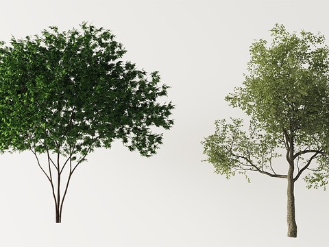 Modern landscape tree free