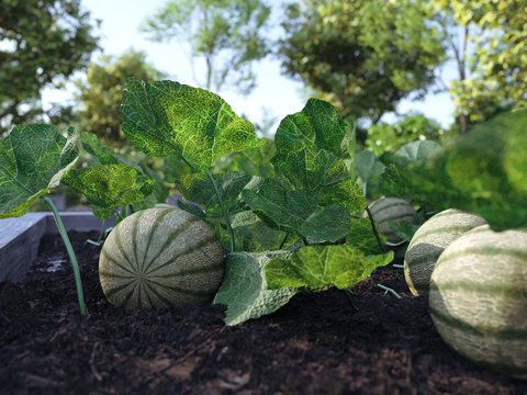 Vegetable field Vegetable garden Orchard Crops