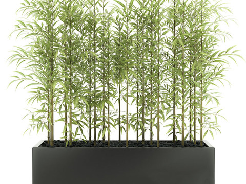 Green bamboo potted plants free of charge