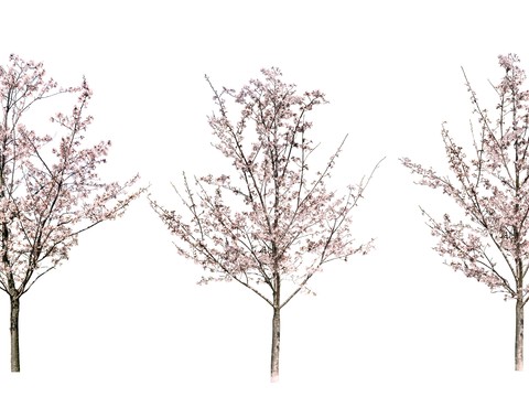 peach blossom tree trees landscape tree psd