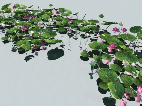 Modern Lotus Pond