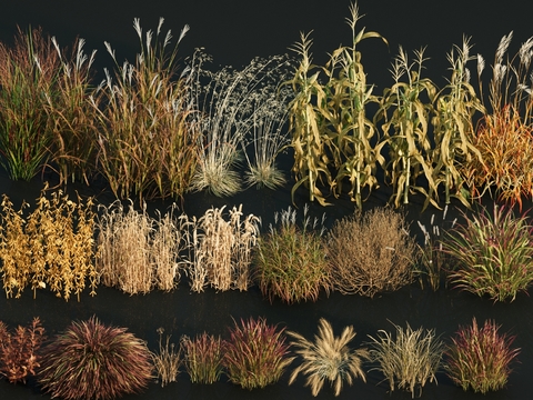 Flowers and plants, reeds, pampas, miscanthus