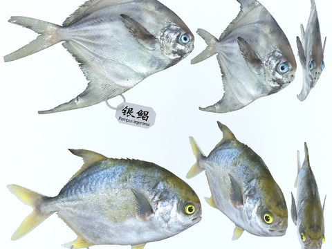 modern golden pomfret silver pomfret