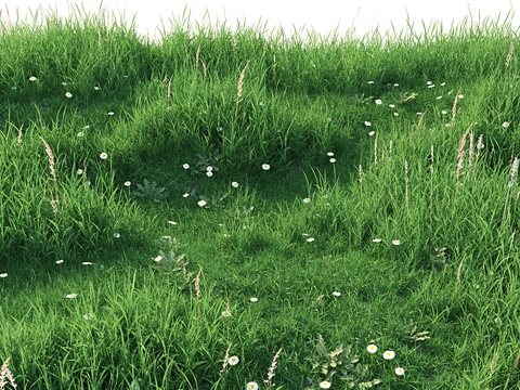 Natural wind weeds wildflowers meadow