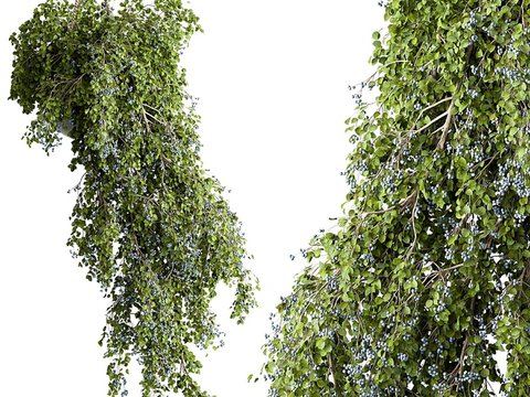 Modern hanging basket with green plants