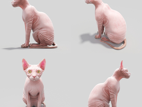 Sphinx Cat hairless cat