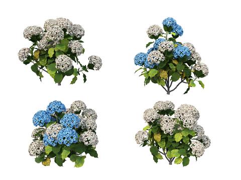 blue hydrangea psd