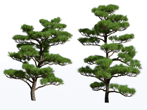 Modern Pine